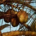 Buah Kelapa Jatuh ke Dapur Rumah Warga Desa Patikarya Saat Cuci Piring