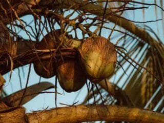 Buah Kelapa Jatuh ke Dapur Rumah Warga Desa Patikarya Saat Cuci Piring