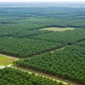 PTPN Tancap Kembangkan 50 Ribu Hektare Kebun Kelapa