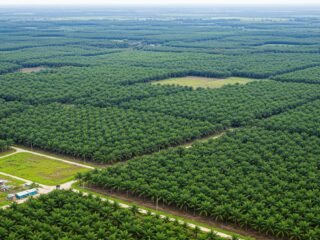 PTPN Tancap Kembangkan 50 Ribu Hektare Kebun Kelapa