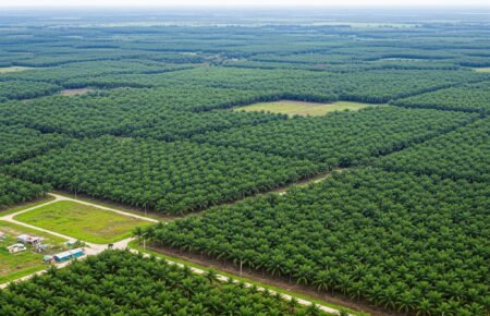 PTPN Tancap Kembangkan 50 Ribu Hektare Kebun Kelapa