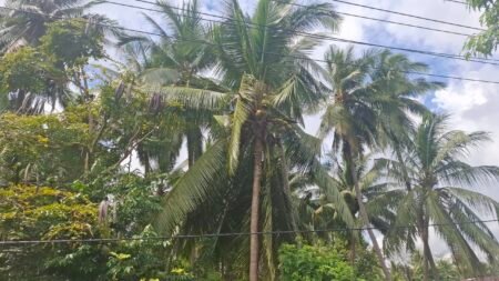Ironi Eksportir Kelapa Terbesar Dunia, Filipina dan Vietnam Melaju, Indonesia Masih Tertinggal
