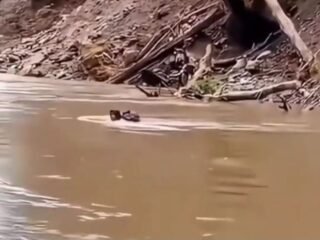 Bidan di Pasaman Rela Menantang Bahaya Demi Pasien
