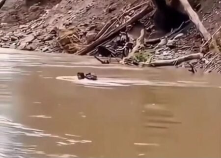 Bidan di Pasaman Rela Menantang Bahaya Demi Pasien