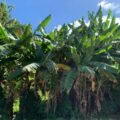 Sapi Berkeliaran Resahkan Petani di Desa Binanga Sombaiya
